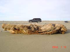 ����ȗ���